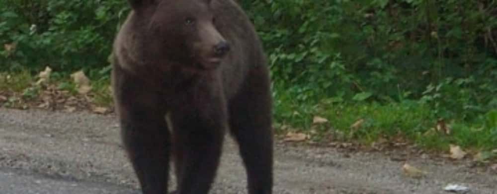 Un urs și-a făcut apariția, duminică seară, pe o stradă din sudul Sinăii